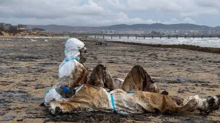 Влияние нефтяного загрязнения на Черноморские курорты: что нужно знать туристам