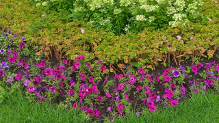 Посадите эти луковичные цветки осенью и клумба будет пестреть всеми цветами после таяние снега