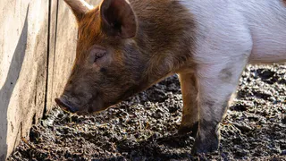 В посёлке под Магнитогорском зафиксирована вспышка африканской чумы свиней