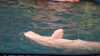 Передвижной дельфинарий проверили