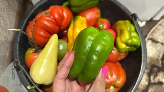 Лучше выбросить, чем отдать излишки урожая с огорода: Бывалые дачники рассказали почему