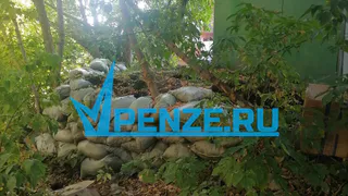 «Справляют нужду прямо под окнами»: прохожие превратили территорию сзади дома по ул. Карпинского в общественный туалет