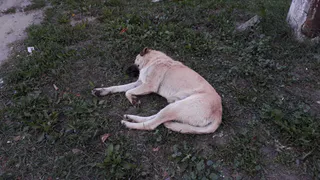 Рязанцы пожаловались на стаю собак в Канищеве