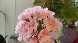 2 капельки на 1 л воды - и герань радует шапками с футбольный мяч: стимулируем рост за копейки