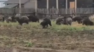 Стадо кабанов "атаковало" рязанскую деревню