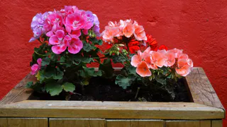 Приготовил мощную подкормку для герани за 50 руб: микс из трех ингредиентов - зеленой шапки из-за цветов не видно