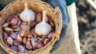 Чеснок будет храниться до нового урожая: перед закладкой обработайте его обычной зеленкой