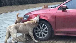 Власти одного из городов Коми оплатят ремонт авто после нападения собак