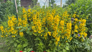 Невероятной красоты живая изгородь: 6 многолетников, которые будут украшать дачу каждый год