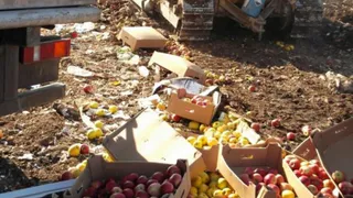 4 тонны белорусских яблок уничтожены в Новозыбковском районе