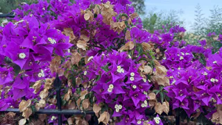 Эффектные многолетники для очень ленивых: богатое цветение всю зиму и минимум внимания