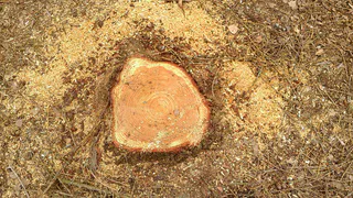 Рязанский экоактивист заявил, что спиленные лиственницы возле школы №55 были здоровы