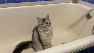 Рязанцы спасли кошку, привязанную к окну