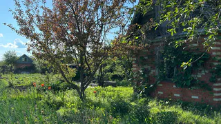 Это популярное у дачников растение теперь строго запрещено выращивать: новое правило ввели для россиян