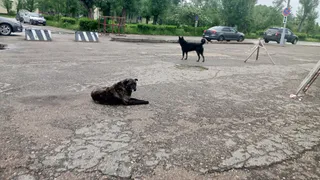 Администрация Чебоксар выплатит компенсацию пострадавшему от нападения бродячей собаки ребёнку