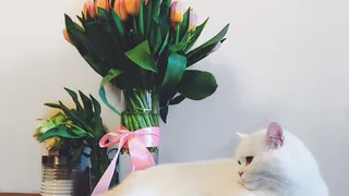 Плюшевые лапки: последний шанс проголосовать за лучшего кота