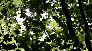 В центре Рязани может появиться новый парк, площадью 2 гектара