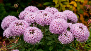 Нашла эффектный многолетник, цветущий до осени: пышное воздушное "облако" с минимальным уходом