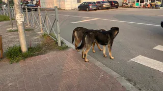 Коммунальщики заплатят 80 тысяч рублей юной жительнице Брянска, покусанной бездомной собакой