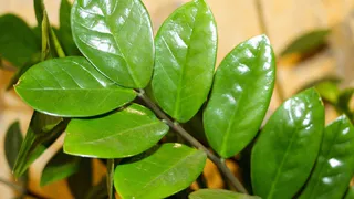 Плеснула в горшок, и замиокулькас — просто «торопыжка»: новые побеги так и прут — скоро потолок пробьют