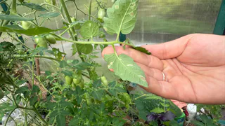 Бабушка в деревне не выбрасывает ботву помидоров и картофеля - вот, что она с ней делает. Раньше смеялась, теперь использую также