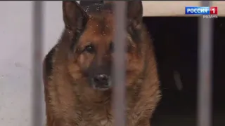 Полицейская немецкая овчарка Цамбия ищет новый дом в Рязани