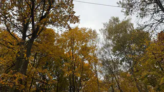 Кормят чем попало: рязанцы сами доводят белок до гибели в ЦПКиО — люди возмущены, но признают вину горожан