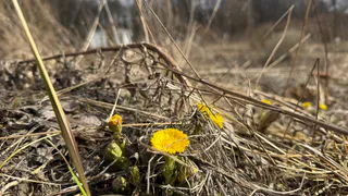 В Пензенской области за неделю произошло около 100 случаев возгорания сухой травы