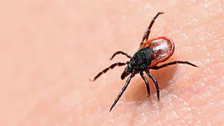 За неделю клещи в Рязанской области укусили 83 ребенка