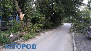 Коммунальщики распилили упавшее дерево на Тимакова