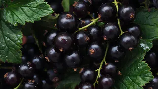 Сажаю рядом со смородиной 3 соседей - тля больше не беспокоит, ягоды собираю тоннами