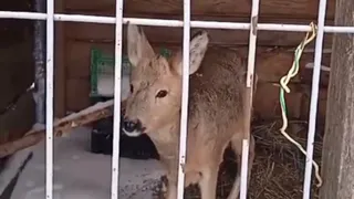 В черте Пензы нашли раненую косулю
