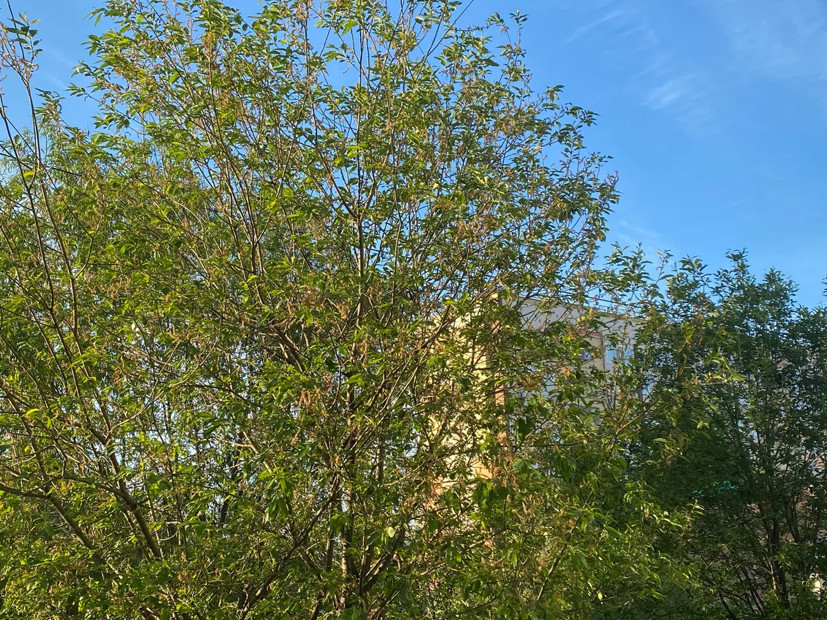 25 июня Магнитогорск насладится солнечным днём с лёгкой прохладой