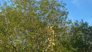 25 июня Магнитогорск насладится солнечным днём с лёгкой прохладой