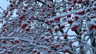 Стал известен прогноз погоды в Рязани на эту неделю