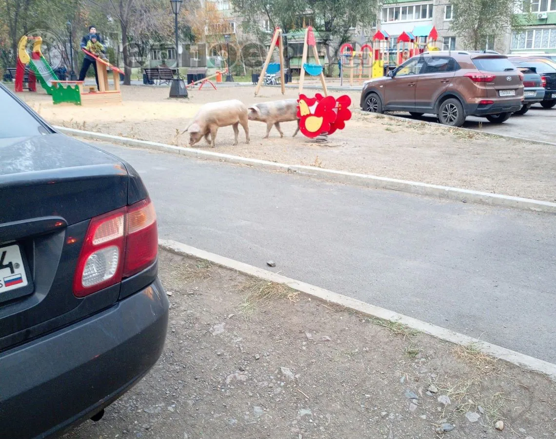 Гуляющие по городу свиньи: Магнитогорск столкнулся с новой проблемой