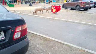 Гуляющие по городу свиньи: Магнитогорск столкнулся с новой проблемой