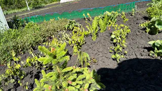 Это самый вредный и опасный овощ после картофеля: летом мы едим его каждый день всей семьей. Угробите свое здоровье 