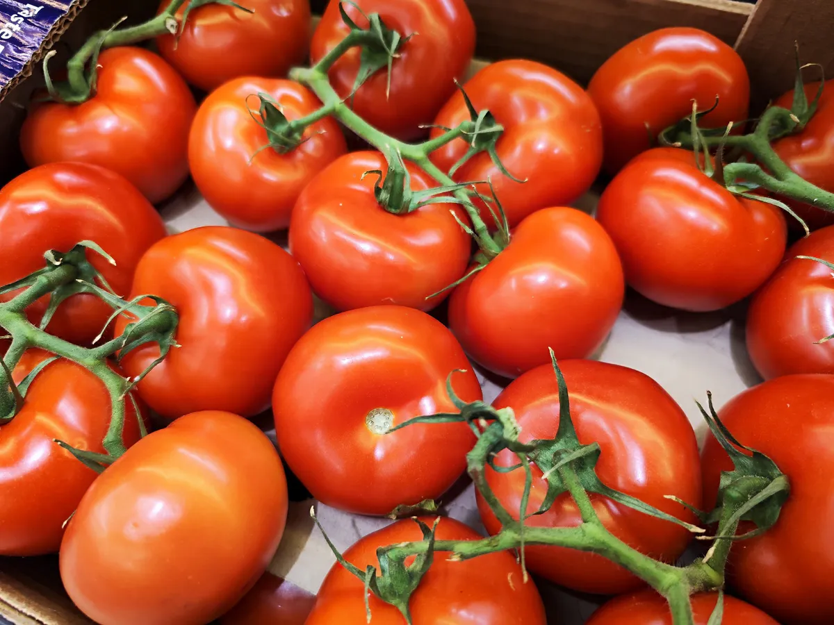 Ковш под куст после высадки — и томаты «штампуют» помидоры безостановочно: не кусты, а стахановцы