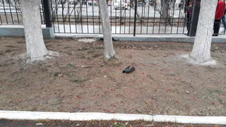 Что в мэрии Рязани думают об умирающих птицах