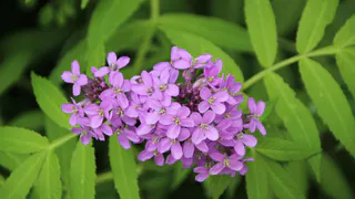 Этот восхитительный многолетник - королева сада: расцветает яркими лиловыми гроздьями и источает аромат свежего меда на всю округу