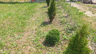 Забыла про сорняки на участке: смог избавиться от них с помощью хитрости китайцев раз и навсегда