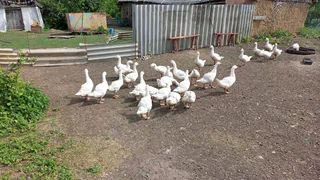 Американец прожил неделю в русской глубинке: чем был шокирован и чем вдохновлен - а в деревне это норма