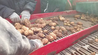 В Коми исправительные колонии УФСИН завершают уборку картофеля