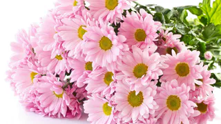 Двое жителей Пензы украли цветы, чтобы подарить женщинам на улице