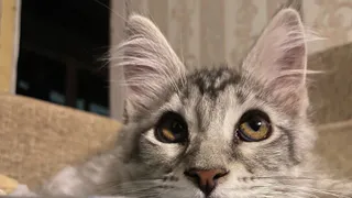 Какой жест заставит подойти к вам абсолютно любую кошку: зоопсихологи назвали простой способ за секунду сделать кота послушным