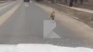 Жители Рязани засняли бегущую по дороге у Рязанского кремля лису