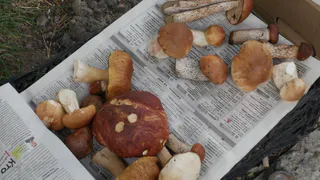 Ученые назвали самый полезный гриб. Не шампиньоны, не белые и в разы полезнее лисичек