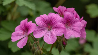 Для цветения герани — обязательно: 1 щепотка в воду — и бутоны лезут как на дрожжах. Отличная подкормка для пеларгонии
