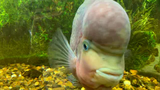 В Коми за девять месяцев произвели менее трёх тонн товарной рыбы